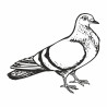 Pigeon 1 - 125	