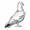 Pigeon 2 - 593	