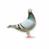 MJ67 - PIGEON