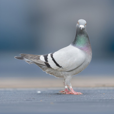 Récompenses Pigeon